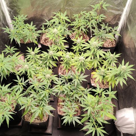 Shark Shock CBD growlog timeline photo