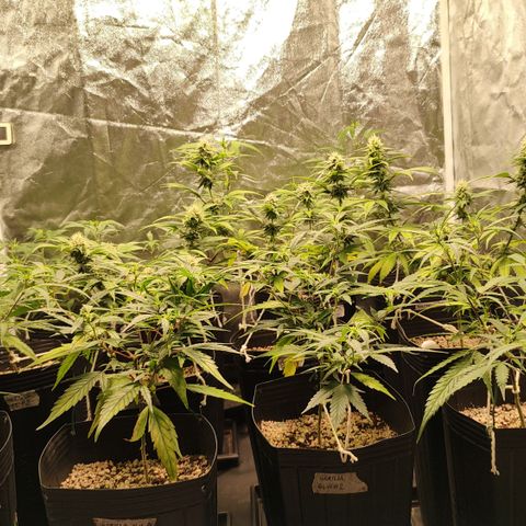 Shark Shock CBD growlog timeline photo