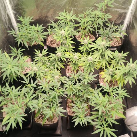 Shark Shock CBD growlog timeline photo