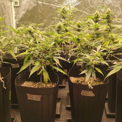 Shark Shock CBD growlog timeline photo