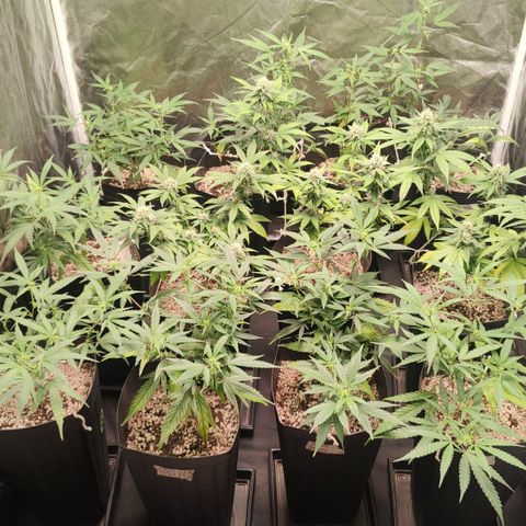 Shark Shock CBD growlog timeline photo