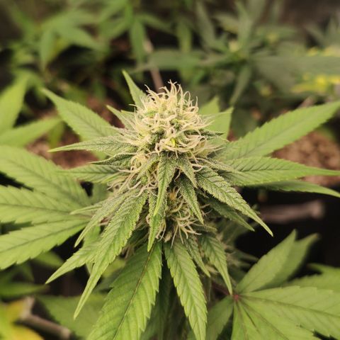 Shark Shock CBD growlog timeline photo