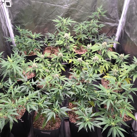 Shark Shock CBD growlog timeline photo