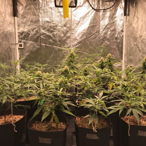 Shark Shock CBD growlog timeline photo