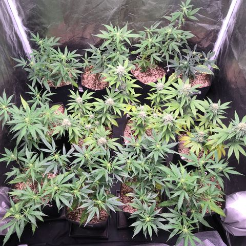 Shark Shock CBD growlog timeline photo