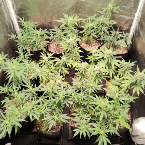 Shark Shock CBD growlog timeline photo