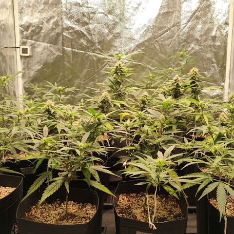 Shark Shock CBD growlog timeline photo