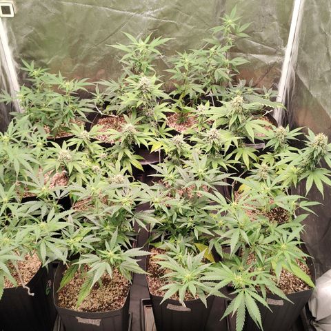 Shark Shock CBD growlog timeline photo