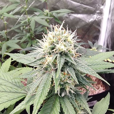 Shark Shock CBD growlog timeline photo