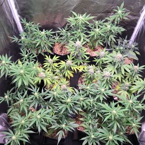 Shark Shock CBD growlog timeline photo