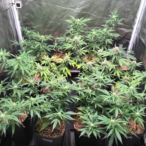 Shark Shock CBD growlog timeline photo