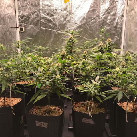 Shark Shock CBD growlog timeline photo