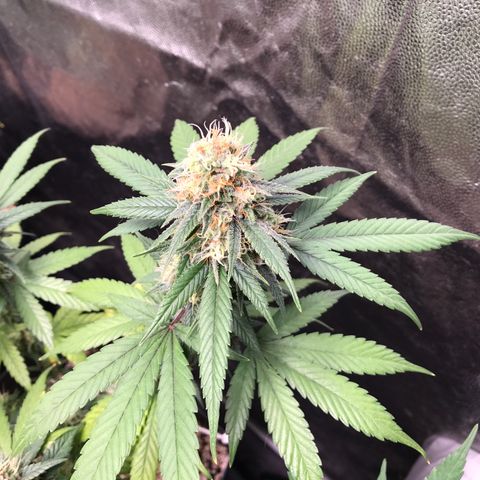 Shark Shock CBD growlog timeline photo