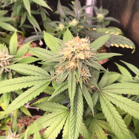 Shark Shock CBD growlog timeline photo