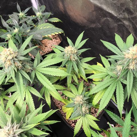 Shark Shock CBD growlog timeline photo