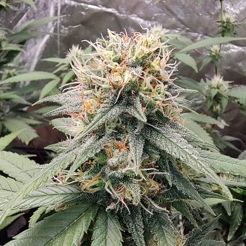 Shark Shock CBD growlog timeline photo