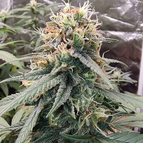 Shark Shock CBD growlog timeline photo