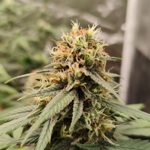 Shark Shock CBD growlog timeline photo