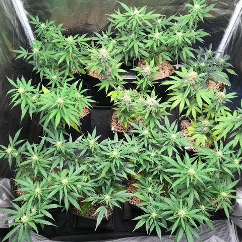 Shark Shock CBD growlog timeline photo