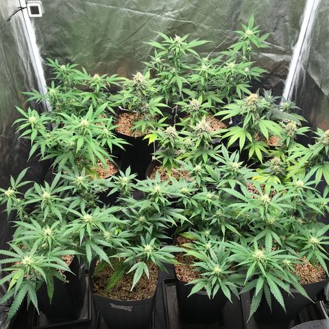 Shark Shock CBD growlog timeline photo