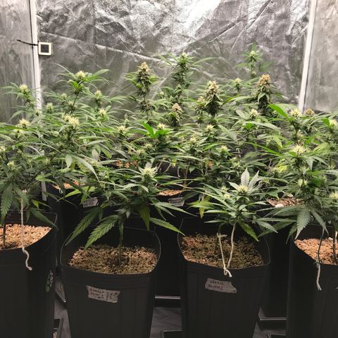 Shark Shock CBD growlog timeline photo