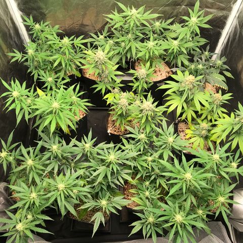 Shark Shock CBD growlog timeline photo