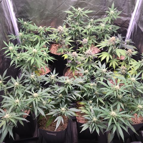 Shark Shock CBD growlog timeline photo