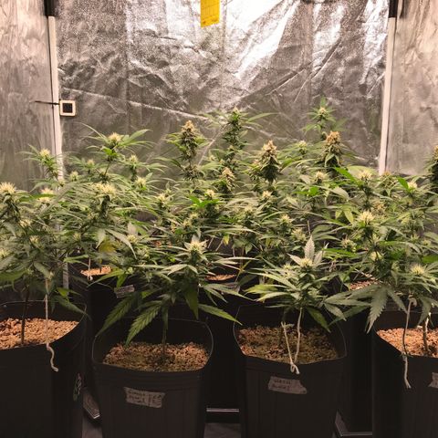 Shark Shock CBD growlog timeline photo
