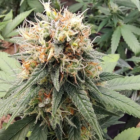 Shark Shock CBD growlog timeline photo