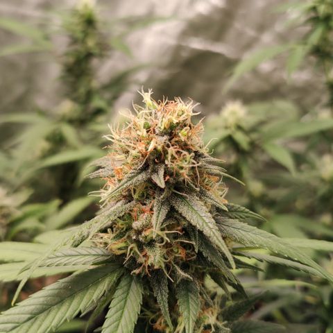 Shark Shock CBD growlog timeline photo