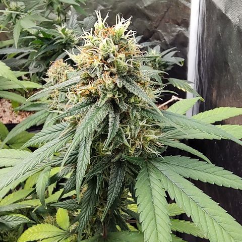 Shark Shock CBD growlog timeline photo