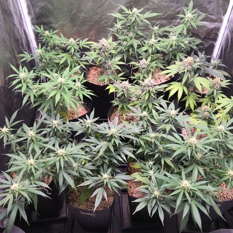 Shark Shock CBD growlog timeline photo