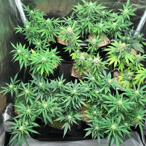 Shark Shock CBD growlog timeline photo