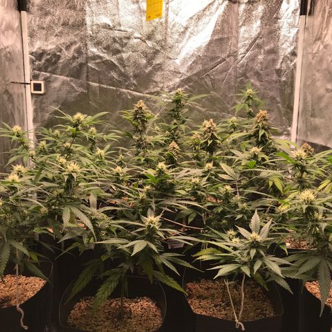 Shark Shock CBD growlog timeline photo
