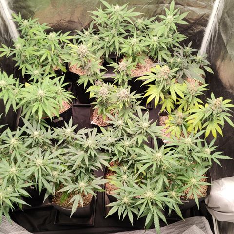Shark Shock CBD growlog timeline photo