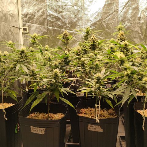 Shark Shock CBD growlog timeline photo