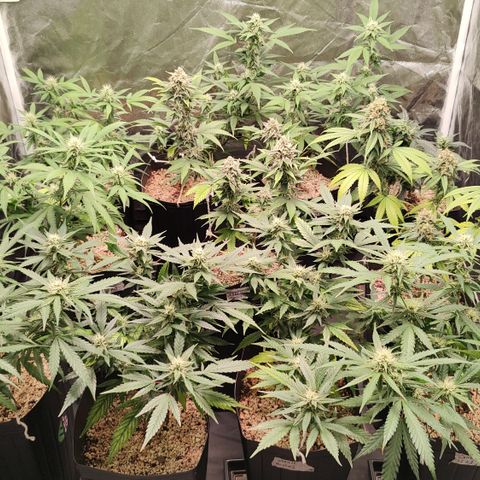 Shark Shock CBD growlog timeline photo