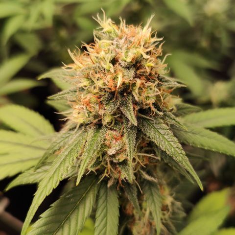 Shark Shock CBD growlog timeline photo
