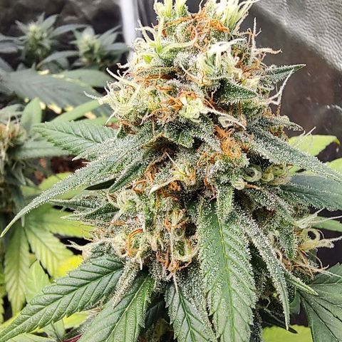 Shark Shock CBD growlog timeline photo