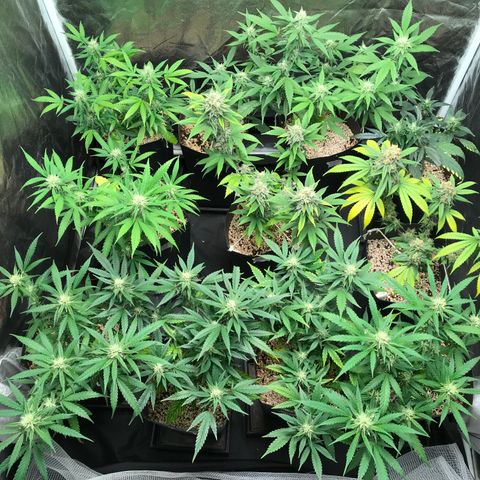 Shark Shock CBD growlog timeline photo