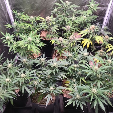 Shark Shock CBD growlog timeline photo
