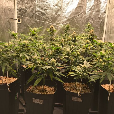 Shark Shock CBD growlog timeline photo
