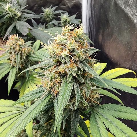 Shark Shock CBD growlog timeline photo