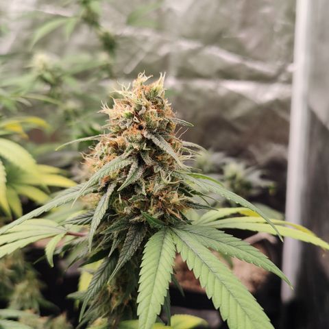 Shark Shock CBD growlog timeline photo