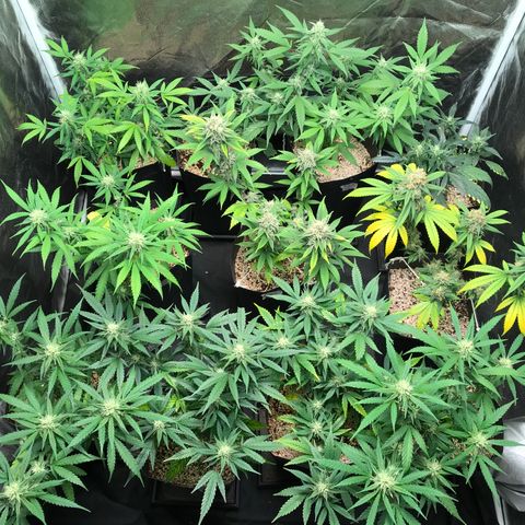 Shark Shock CBD growlog timeline photo