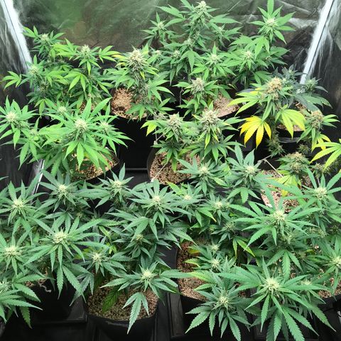 Shark Shock CBD growlog timeline photo