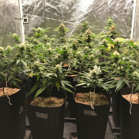 Shark Shock CBD growlog timeline photo
