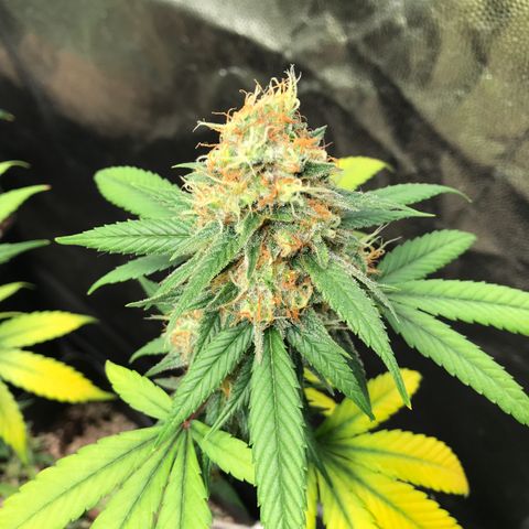 Shark Shock CBD growlog timeline photo