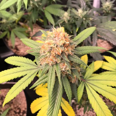 Shark Shock CBD growlog timeline photo