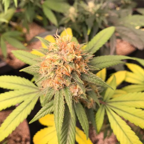 Shark Shock CBD growlog timeline photo